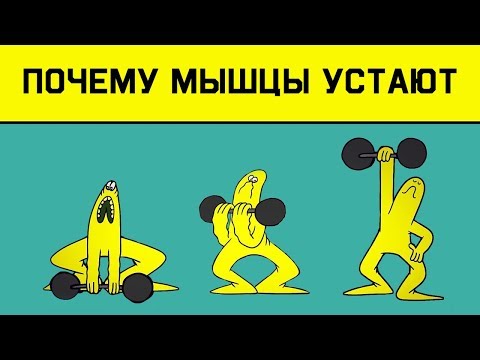 Edu: Почему Наши Мышцы Устают