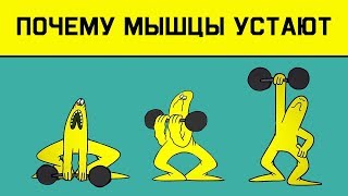 картинка: Edu: Почему наши мышцы устают