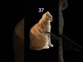 Challenge #cat #funnyshorts #catvideos #wwe #johncenamemes #lawaksantai #lawakpecahperut #johncena