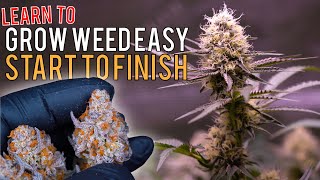 GROW WEED EASILY FROM SEED TO HARVEST IN 
