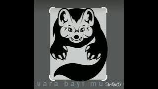 suara bayi musang pandan #dijamin
