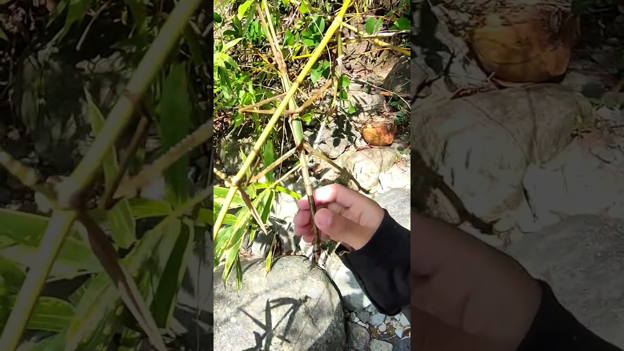 YouTube에서 Holding a huge Stick Insect or walking stick😁 camouflages bamboo #shorts #animals #stickbug 보기 YouTube에서 Holding a huge Stick Insect or walking stick😁 camouflages bamboo #shorts #animals #stickbug 보기