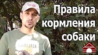 209. Как правильно кормить собаку. Правила кормления собаки