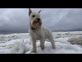 VLOG: С цвергшнауцером на Белом море/With a minischnauzer on the White Sea