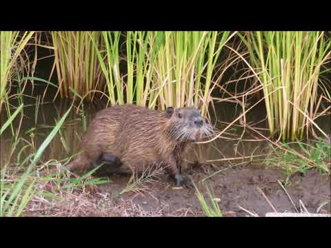 ヌートリアの子供を見つけたよ~愛知県北部~ , YouTube