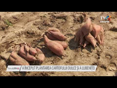 Video: Cultivarea Cartofilor Dulci