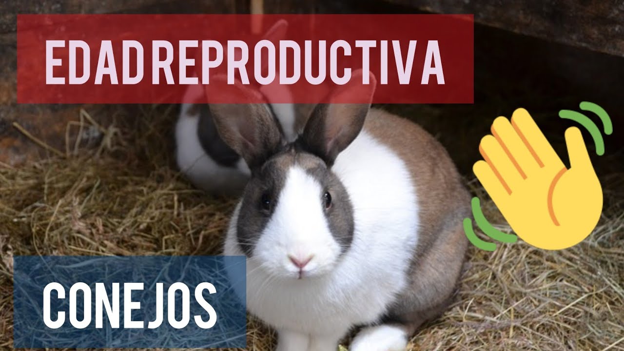Cuando Reproducir Un Conejo Edad Reproductiva De Los Conejos Youtube
