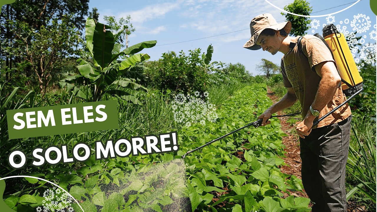 BIOFERTILIZANTE com MICROORGANISMOS EFICIENTES: como aplicar corretamente