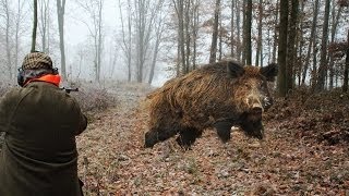 Hunting for wild boar. great moments. selection videos of real hunt