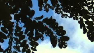 Crow Hunt With New Shotkam Pro