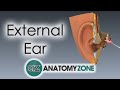 Anatomy of the External Ear and Its Components