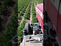 Massey Ferguson 2670 y 165 dando segunda a frijol