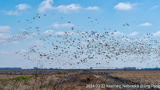 Sandhill Crane Assembly