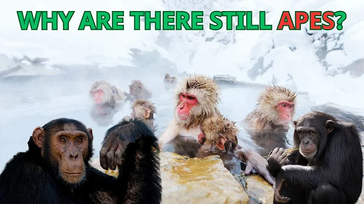Why Are There Still Apes if We Evolved From Them?