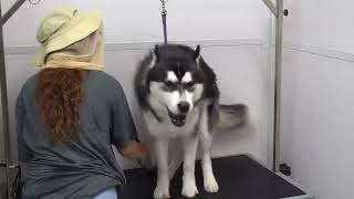 Dramatic Husky throws a fit at the groomers