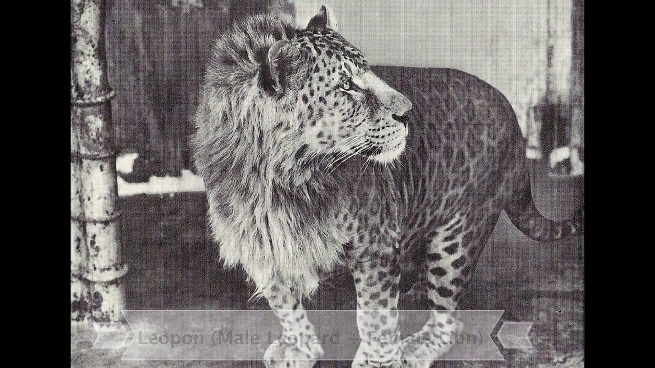 Леопон арт
