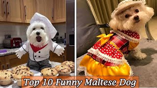 Top 10 Funny Maltese Dog Videos | Funniest & Cutest maltese Dog 2023