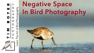 Negative Space In Bird Photography