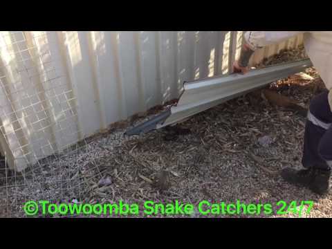 @rapt_in_reptiles #toowoombasnakecatchers24/7