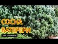 Сосна обыкновенная Ватерери / Сосна посадка и уход / хвойные растения