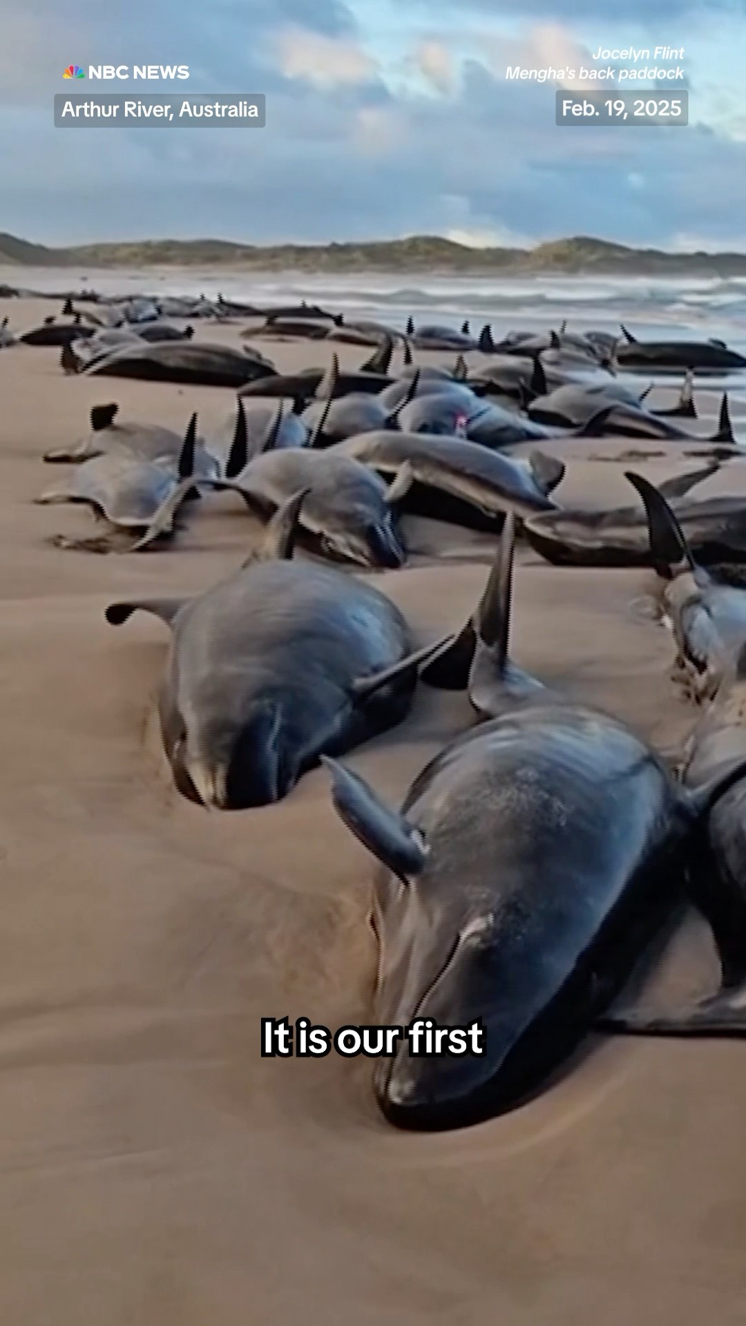 More than 150 false killer whales get stranded on a Tasmanian beach