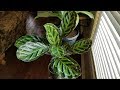 Planta de interior: Como cuido mi calathea medallion o veitchiana