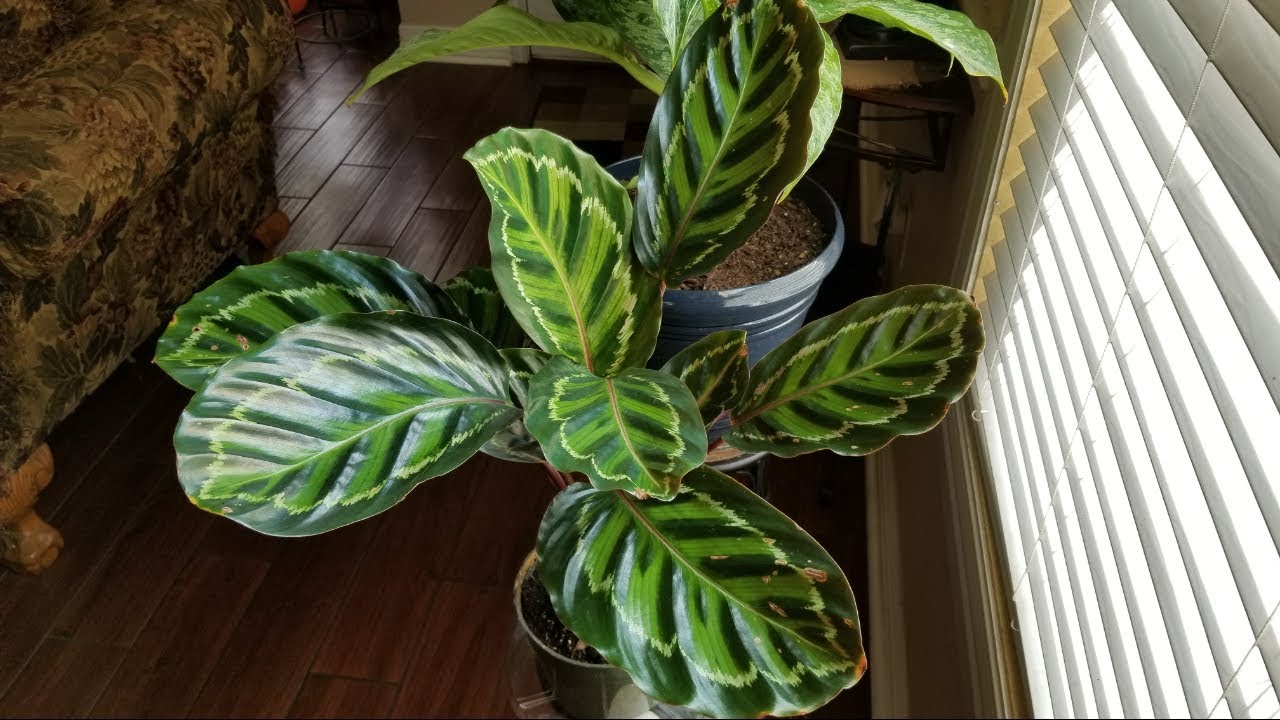 Planta de interior: Como cuido mi calathea medallion o veitchiana