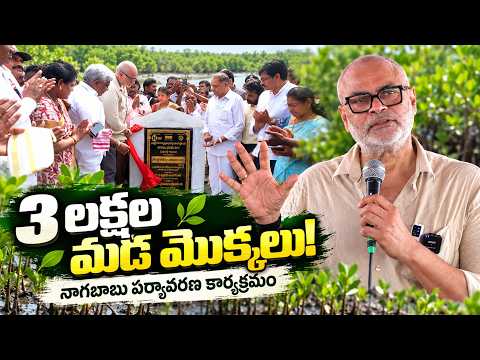 మడ అడవుల పునరుద్ధరణలో నాగబాబు | 3 లక్షల మొక్కలతో పర్యావరణ పరిరక్షణ 🌱 | Nagababu Konidela | N Media