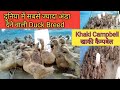 Khaki Campbell || Worlds Most Egg Laying Duck Breed ||  How to raise ducks || Duck Farming in India