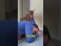 Your Dog Notices Fake Calm Instantly