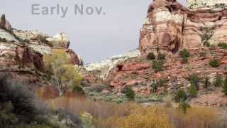 Fall Colors in Southern Utah
Some of the best fall colors can be found in Southern Utah. When people think of where to go to see the fall colors, they often think about visiting New England or Canada. But if you dont have the time or budget to travel that far, then there is an alternate place to go. That place is Southern Utah. See the full article at http://www.backroadswest.com/trips/2013/08/fall-colors-utah/ Fall Colors in Southern Utah