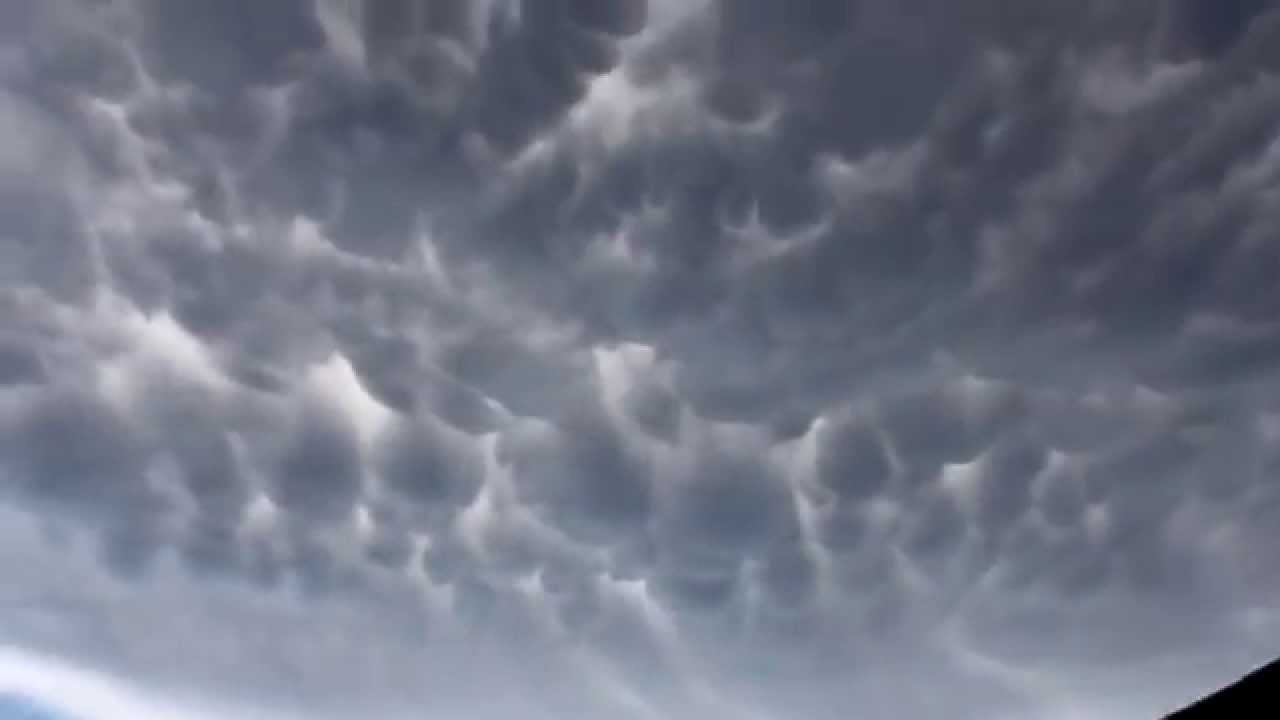 best looking dogs Mumadus Clouds