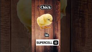 How to make a chick🐣 in Supercell ID #brawlstars #supercell #tutorial #bs #potatobs