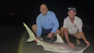 2026 Blacktip shark