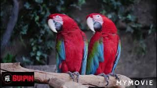 #花不百日红 #LaguHakka    Fa mo pak nyit fung