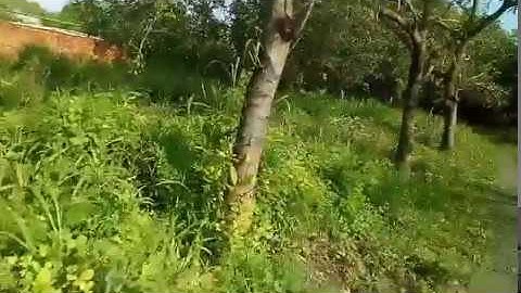 BÁN ĐẤT MẶT ĐƯỜNG  QUỐC LỘ 14 TÂN THÀNH ĐỒNG XOÀI BÌNH PHƯỚC