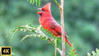 Cardinal Singing the Song of Spring