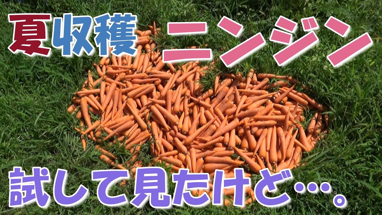 夏に収穫するニンジンを作って見たけど…。