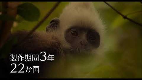 映画『アース：アメイジング・デイ』(11/30公開）