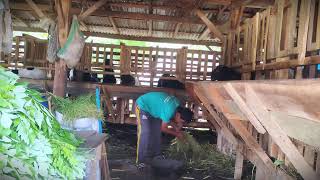 Barn Maintenance: Daily Routine for Happy Farm Animals #RuralAgriculture #TraditionalFarming