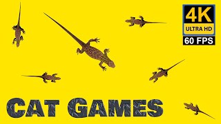 3D Lizard Video - Catch the Fast lizard on Screen for cats - Lizard game for Cats to watch