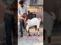 Totapari Bakra￼ totapari Bakri Jamuna Pari￼ Goat available in Asansol #viral #shorts #trending