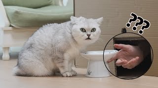 The food suddenly disappeared while eating!? | SanHua Cat Live