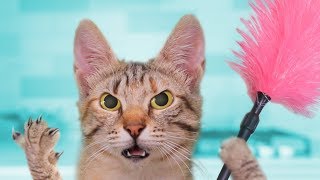 Don't touch the CAT - it's cleaning! by Cats and other pets 4,087,567 views 4 years ago 3 minutes, 26 seconds