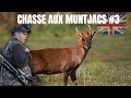 Chasse aux muntjacs part 3  angleterre