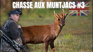 Chasse aux muntjacs part 3 - Angleterre