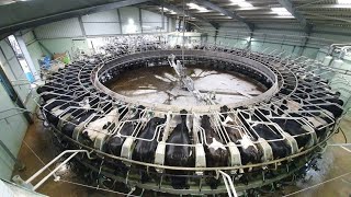 MILKING COWS IN A 60 STALL ROTARY PARLOUR!!!