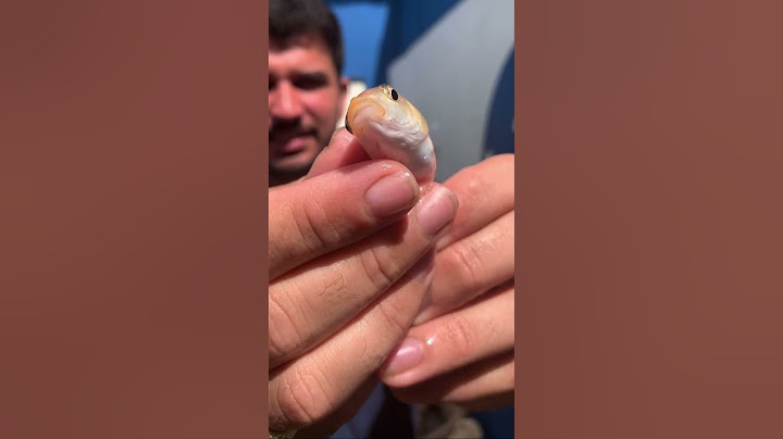 Conheça a carpa Mariazinha              #piscicultura #aquicultura #pesca #peixe #aquario #carpa