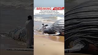 The Exploding Whale: An infamous moment in Oregon history create#fpy#news#foryou#breankingnews#usaus