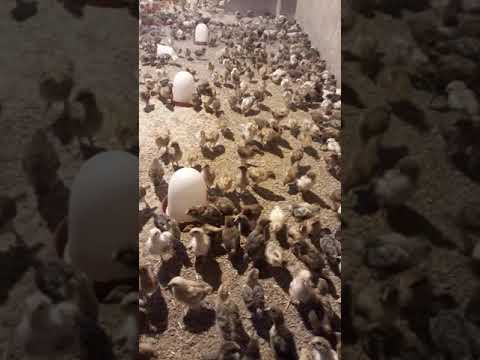 پرورش مرغ بومی